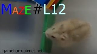 Hamster Maze L12 | 倉鼠 迷宮