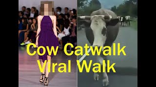 Cow Catwalk||Video Gone Viral Walk Like Super Model||Uk News Network #shorts #viral #trending #love