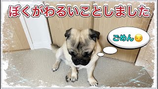 【反省犬】と見せかけて全く反省しない、なんなら逆ギレする悪パグ