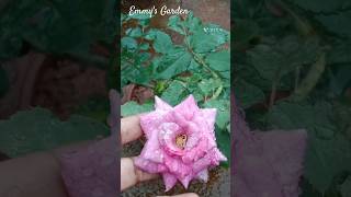 ஊதா நிற ரோஜா, ஓர் புதிய வரவு 💜 #shorts #youtubeshorts #tamil #garden