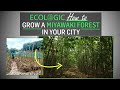 Ecologic | Miyawaki Forests for Indian Cities