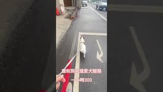 鹿和到府遛愛犬服務一小時300#鹿和訓犬學校#鹿大 訓犬#鹿和狗狗專屬住宿旅館#捷克羅素