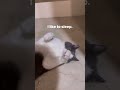 ［錢寶］貓咪愛睡覺 The cat likes to sleep