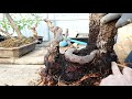 땅에서키운 분재소재 분올림 2 편 분재첫걸음과정 분재보호실에 들어가다 bonsai growing on the ground 2