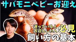 【オオトカゲの赤ちゃん】サバンナモニター お迎え＆基本的な飼い方/Savannah monitor