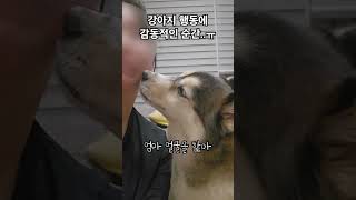 강아지가 보호자를 엄마라고 생각하고 하는 행동 4가지