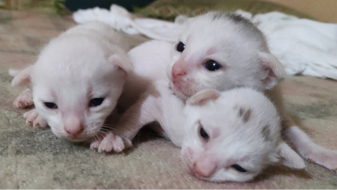 Cute Newborn Kittens Meowing Loudly Youtube