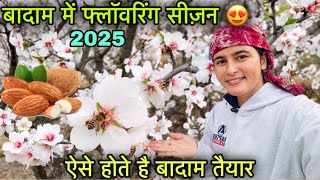 बादाम के पेड़ों में फ़्लॉवरिंग सीज़न 2025 😍 || Almond Blossom 2025 || Pahadi lifestyle vlog || GFN