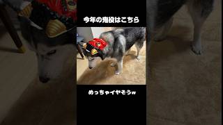 ハスキーと豆まきをしてみた #ハスキー #もふもふ #犬 #犬のいる生活 #犬のいる暮らし #犬好きな人と繋がりたい #大型犬 #大型犬のいる暮らし #大型犬のいる生活 #husky #豆まき #節分