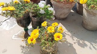 Moss rose plant (REHMAT FLOWERS)