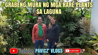 Grabeng Mura ng mga Rare Plants sa Laguna | Pavicz' Vlogs #47 Plant Hunting