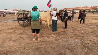 ប្រណាំងរទេះគោ ក្របី