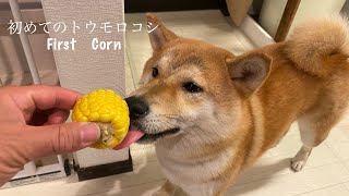 『柴犬』初めてのトウモロコシを食す