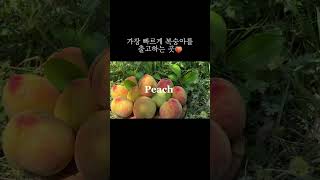 5월3일 하우스복숭아 #하우스복숭아#복숭아#사과#참외#수박#제철과일#과일#peach#신비복숭아#납작복숭아