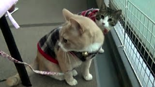 【猫の動画日記】猫sとベランダで誕生日パーティー It is a birthday party with cats in a porch；おもしろ猫動画”こむぎ＆だいず”