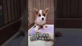 貝貝寵物專業犬舍-威爾斯柯基 06號