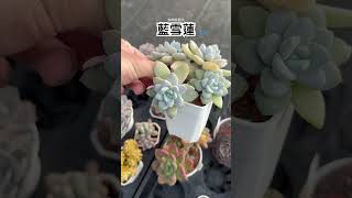 多肉植物-藍雪蓮120 #plants #succulent