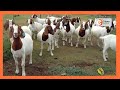 | Kenya's Gold | Rearing Boer Goats - Gold Feature