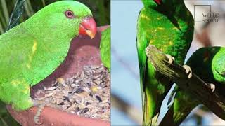 Interesting facts about scaly breasted lorikeet by weird square