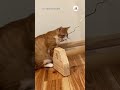 大物が釣れました｜peco キジトラ 茶トラ 猫 猫動画 猫のいる暮らし cat catlover catvideos browntabby redtabby