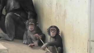 Plum and Ibuki    Patrol time   プラムとイブキ　　パトロールの時間　Chimpanzee    Tama Zoological Park