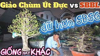 So sánh SBBL vs Giảo Chùm Út Đực: cây chùm cây nín dù lặt cùng tiết Xuân? Út Đực nói câu chân tình..