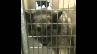 South LA senior chow/Shep