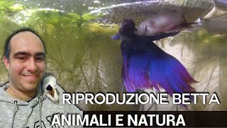 Betta Splendens: Accoppiamento e deposizione del pesce combattente: bellissime immagini documentario