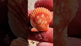 Beautiful SEASHELLS 😍 #shorts #beachcombing