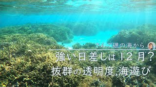 【石垣島の海】抜群の透明度、強い日差しは本当に12月？12月12日　シュノーケルツアーの様子