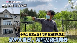 【功夫浣熊】频道：小鸟坐窝怎么办？我有办法彻底赶走。永久免受骚扰。