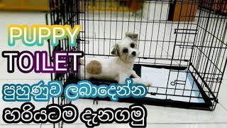 How to Potty Train your Dog With Potty Pads