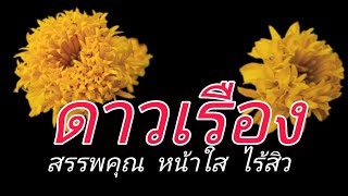 หลายคนไม่รู้สรรพคุณดอกดาวเรือง ผิวอ่อนเยาว์ สิวหาย หน้าใส บำรุงสายตา|วิถีไทยtv|ep.11