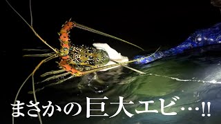 水深2mの超浅場で巨大ゴシキエビと遭遇。漁師が見逃すわけがなかった【スピアフィッシング】【魚突き】