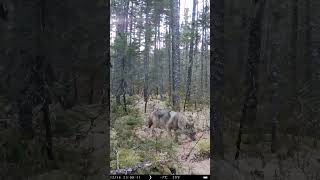 Coyote on trail cam #coyotes #hunting #camping #wildlife #nature #canada #newbrunswick  #coyote