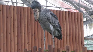 ハシビロコウ　ふたばちゃん　ずっと下の方を気にしています　【掛川花鳥園】Shoebill Futaba-chan Kakegawa Garden