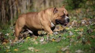 MUSCLETONE BULLYS MR BEAN AND SON