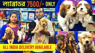 Home Breed Dog in kolkata | dog market in kolkata | dog market in kolkata price | Little Paws