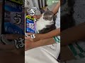 ほんとに何もしない猫 ねこ 猫のいる暮らし shorts