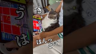 ほんとに何もしない猫#ねこ #猫のいる暮らし #shorts