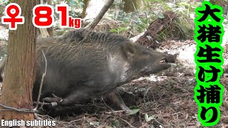 ＃32　【大猪】81kgのイノシシ活け捕り動画 - Catch 81 kg of big boar alive 【English subtitles】