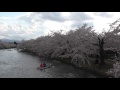 弘前公園・春陽橋から桜を見物【弘前さくらまつり】　2017.04.27