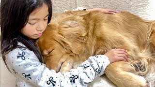 大きな体で子供のように甘え切って眠る大型犬クッキー【ゴールデンレトリバーとミニチュアダックスフンド】