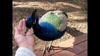 peacock eating his favourite food video