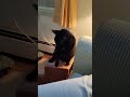 Snoopy the 3 legged tripod cat wants your attention please. Remember to like , share and subscribe.