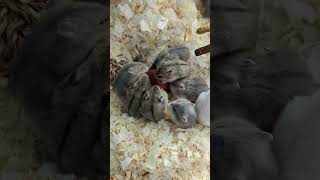 Young hamsters try their first strawberry 若いハムスターが初めてのイチゴに挑戦