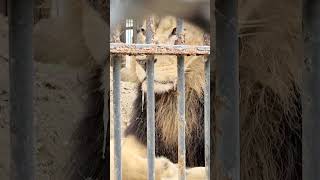 歯肉炎❓️😨大量によだれを垂らす💦ヤマト🦁大丈夫かな❓️ #おびひろ動物園 #lion #ヤマト #shorts