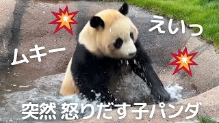 【楓浜 速報】ごめん..可愛すぎる😂お客さんを沸かす神アクションw末っ子パンダ🤭