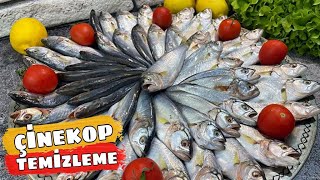 ÇİNEKOP NASIL TEMİZLENİR #shorts ÇİNEKOP TEMİZLEME 🐟NASIL TEMİZLENİR | BALIK AYIKLAMA TEKNİKLERİ |