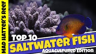 Top 10 Aquacultured Saltwater Fish